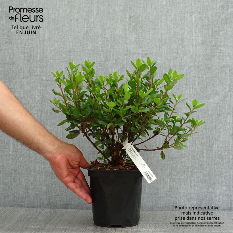 Exemplaar van Rhododendron japonica Johanna - Japanse azalea Pot van 2 l/3 l zoals geleverd in de zomer