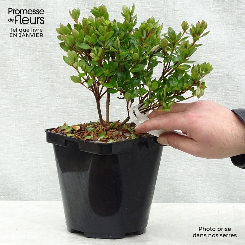 Example of Rhododendron japonica Kirin - Japanse azalea Pot van 2 l/3 l as you get in hiver