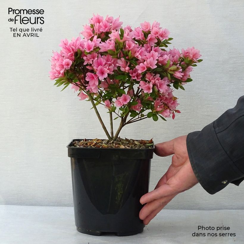 Exemplaar van Rhododendron japonica Kirin - Japanse azalea Pot van 2 l/3 l zoals geleverd in de lente