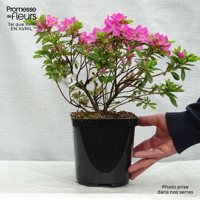 Example of Azalée du Japon Komo Kulshan - Rhododendron kiusianum Pot van 3 l/4 l as you get in printemps