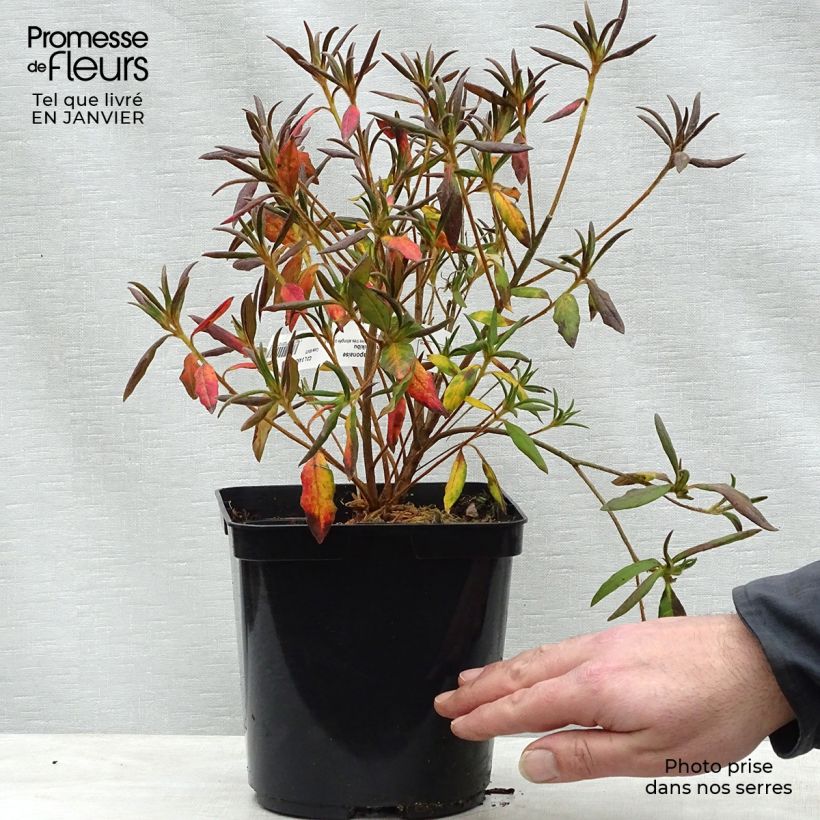 Example of Rhododendron macrosepalum Koromo Shikibu - Japanse azalea Pot van 2 l/3 l as you get in hiver