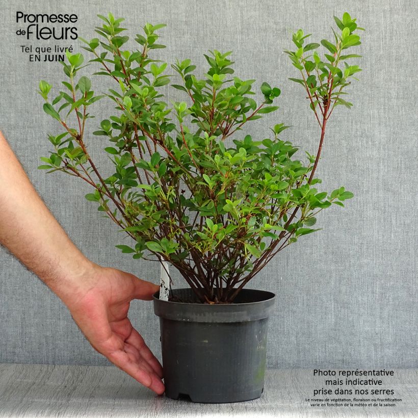 Exemplaar van Rhododendron japonica Moederdag - Japanse azalea Pot van 2 l/3 l zoals geleverd in de zomer