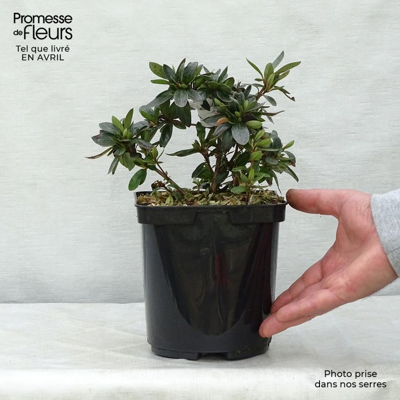 Exemplaar van Rhododendron japonica Nakaharai Oranje - Japanse azalea Pot van 2 l/3 l zoals geleverd in de lente