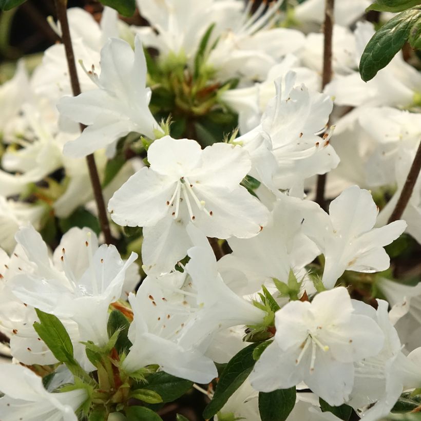 Rhododendron Palestrina - Japanse azalea (Bloei)