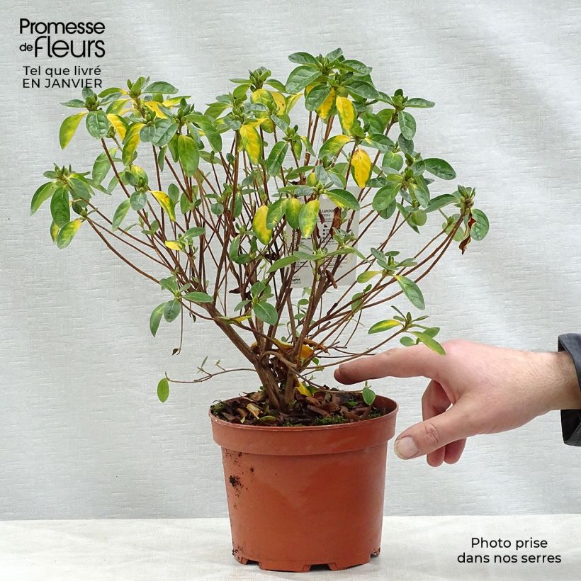 Example of Azalée du Japon Palestrina - Rhododendron hybride Pot van 2 l/3 l as you get in hiver