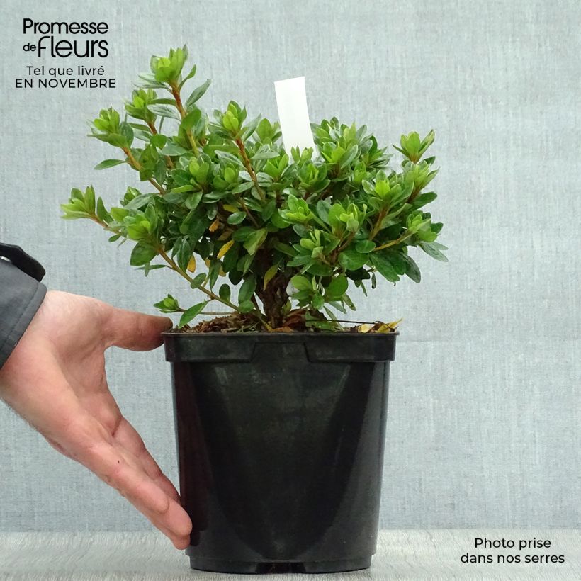 Exemplaar van Rhododendron kaempferi Peggy Ann - Japanse azalea Pot van 2 l/3 l zoals geleverd in de herfst