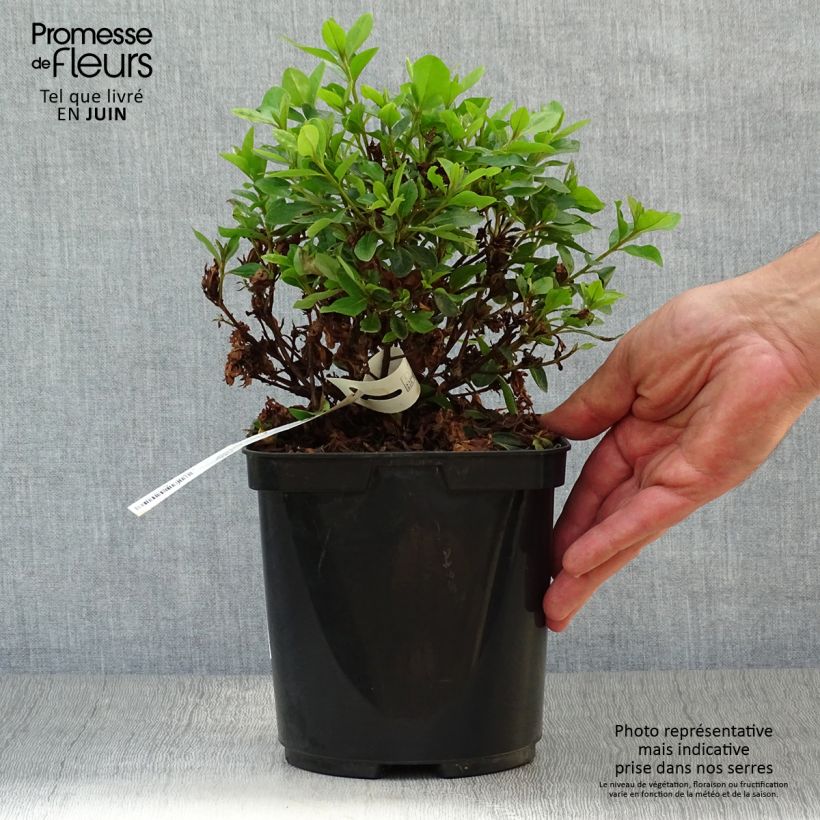 Exemplaar van Rhododendron kaempferi Peggy Ann - Japanse azalea Pot van 2 l/3 l zoals geleverd in de zomer