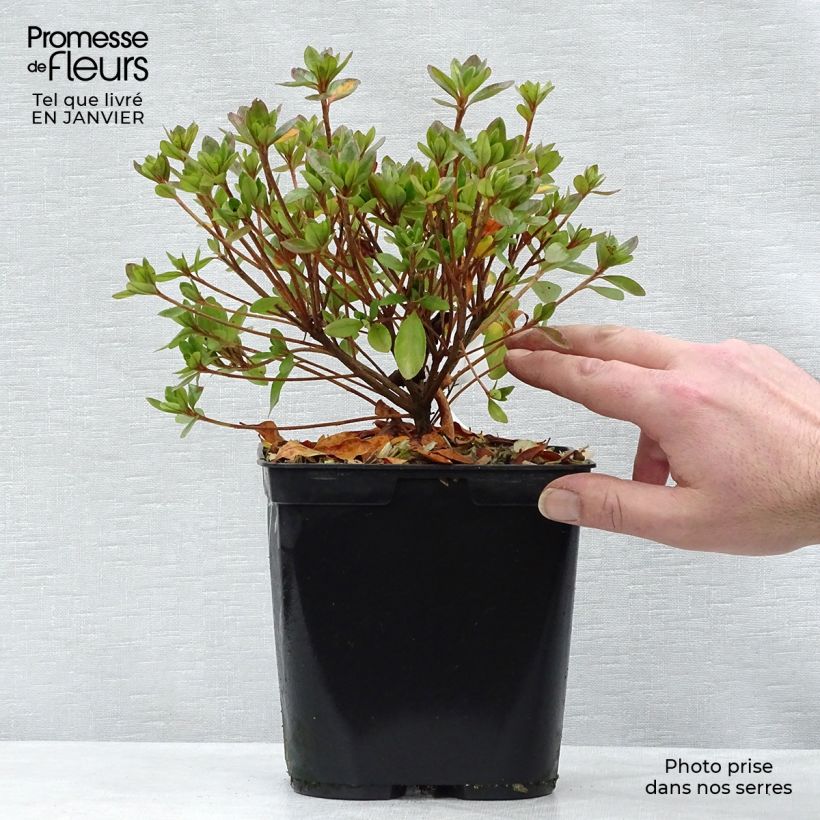 Example of Azalée du Japon Peggy Ann - Rhododendron kaempferi Pot van 2 l/3 l as you get in hiver