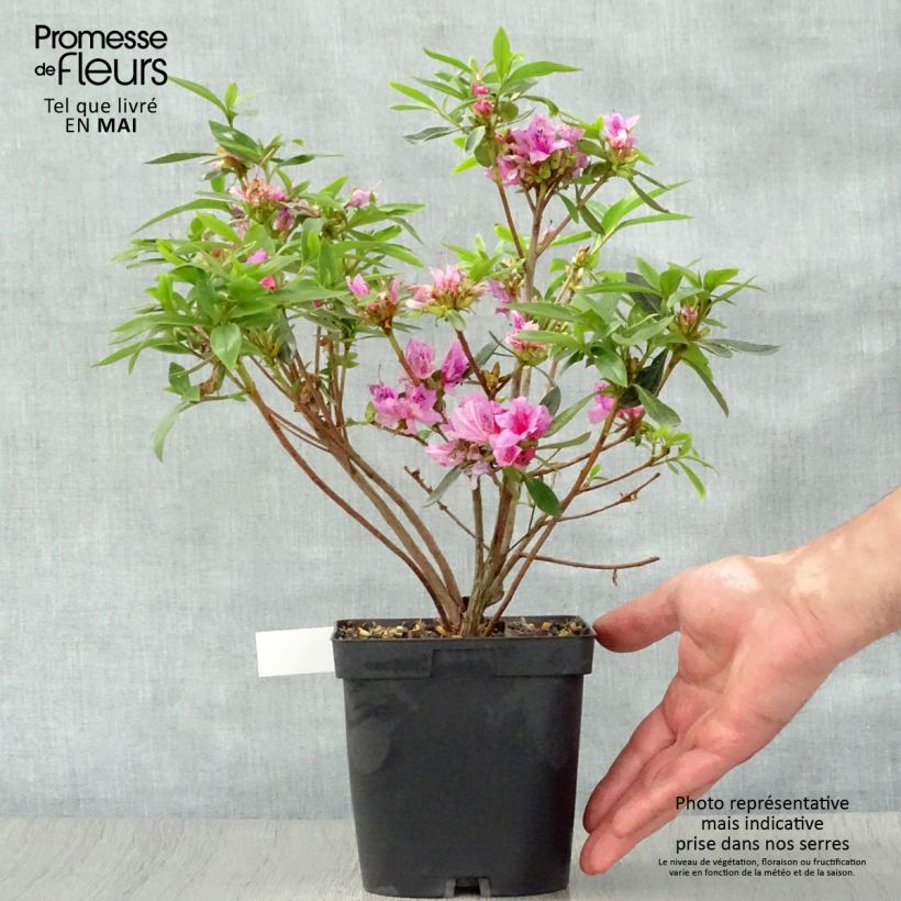 Exemplaar van Rhododendron knaphill Purple Splendor - Japanse azalea Pot van 2 l/3 l zoals geleverd in de lente