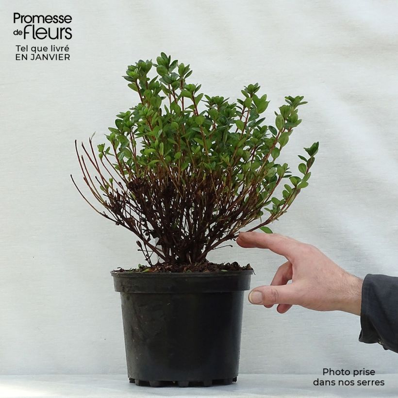 Example of Azalée du Japon Rex Pot van 2 l/3 l as you get in hiver