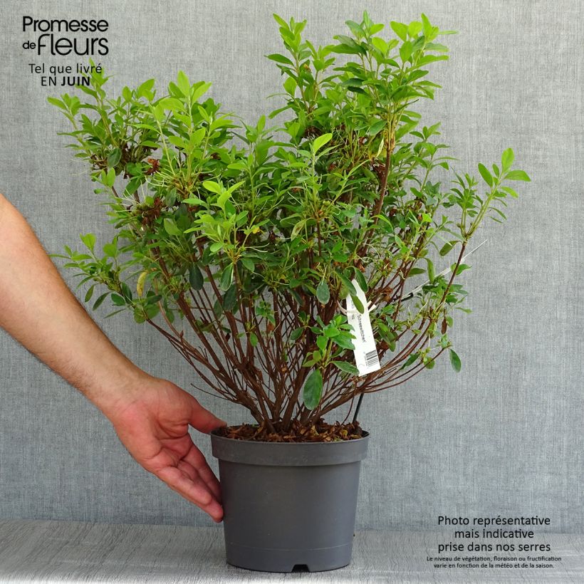 Exemplaar van Rhododendron Schneewittchen - Japanse azalea Pot van 2 l/3 l zoals geleverd in de zomer
