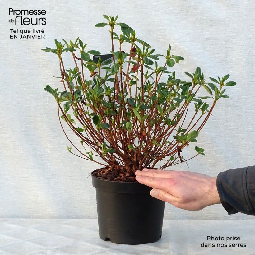 Example of Azalée du Japon Schneewittchen - Rhododendron hybride Pot van 2 l/3 l as you get in hiver