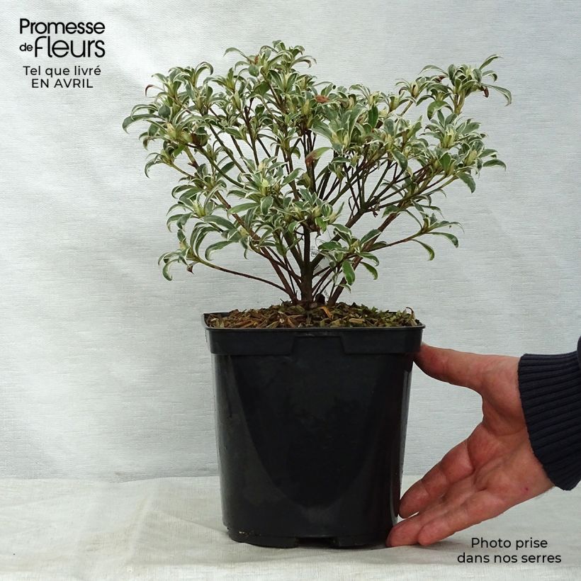 Exemplaar van Rhododendron Silver Queen - Japanse azalea Pot van 2 l/3 l zoals geleverd in de lente