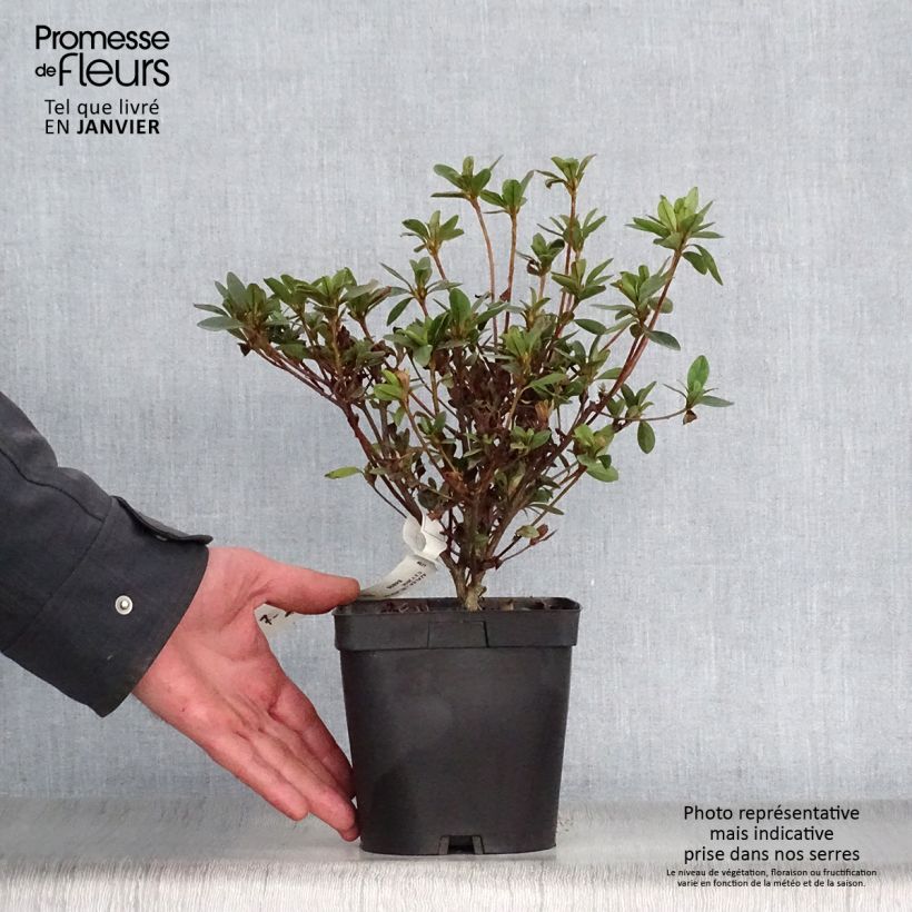 Example of Azalée du Japon Sylvester - Rhododendron hybride Pot van 2 l/3 l as you get in hiver