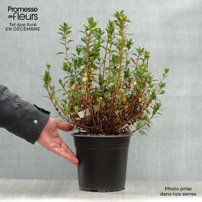 Example of Azalée du Japon Sylvester - Rhododendron hybride Pot van 4 l/5 l as you get in hiver