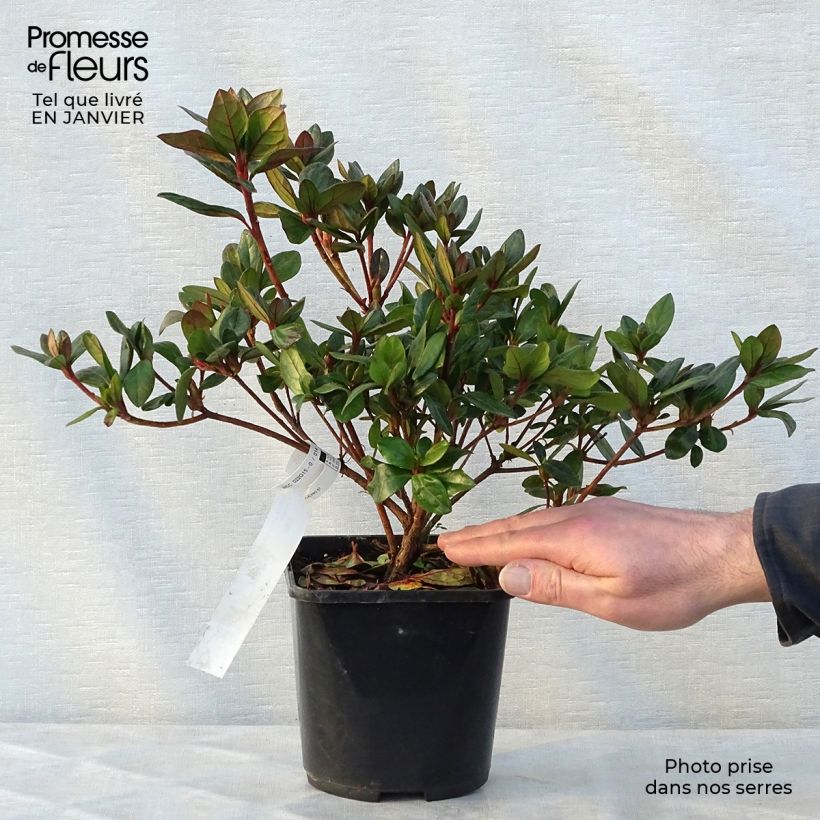 Example of Azalée du Japon Vuyk's Scarlet - Rhododendron hybride. Pot van 2 l/3 l as you get in hiver
