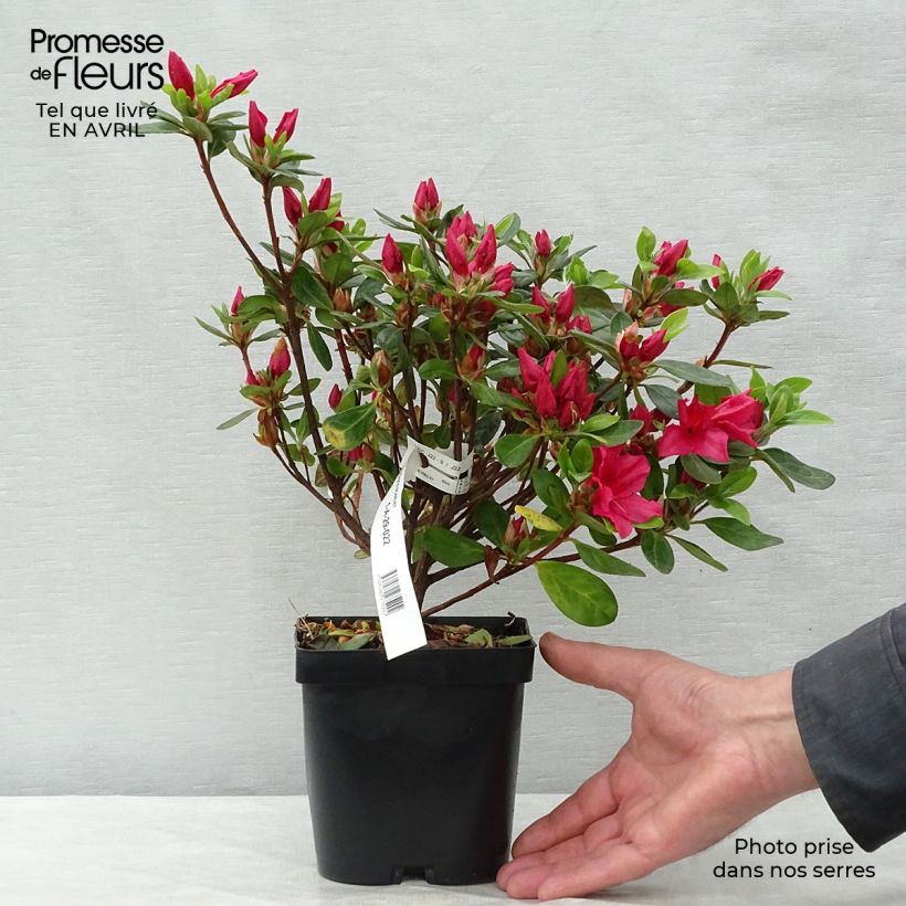 Exemplaar van Rhododendron japonica Vuyk's Scarlet - Japanse azalea Pot van 2 l/3 l zoals geleverd in de lente