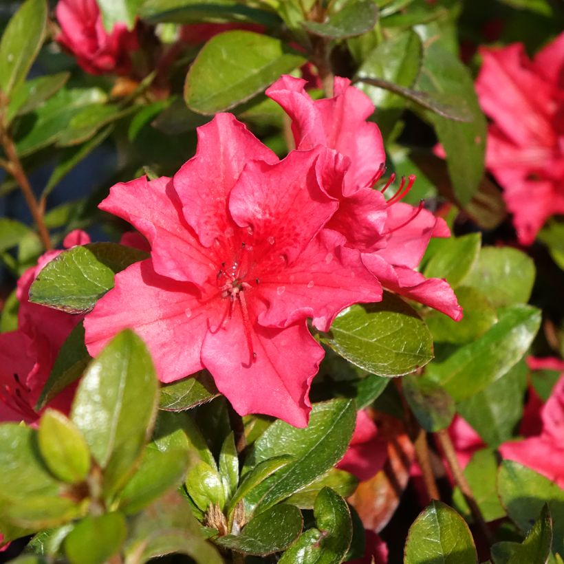 Rhododendron japonica Vuyk's Scarlet - Japanse azalea (Bloei)