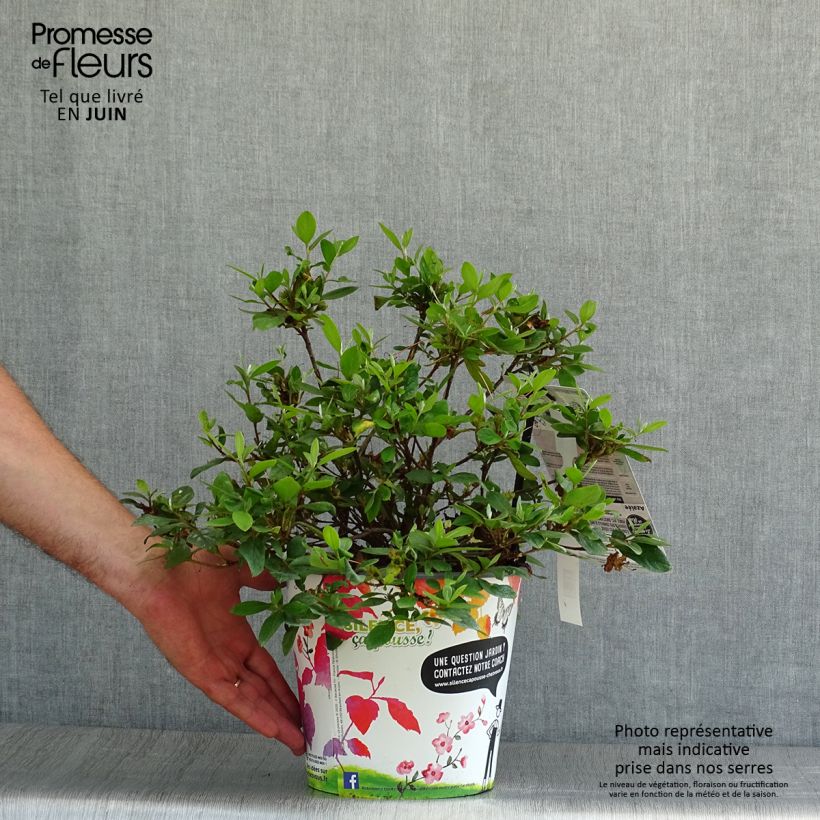 Exemplaar van Rhododendron japonica Vuyk's Rosyred - Japanse azalea Pot van 2 l/3 l zoals geleverd in de zomer