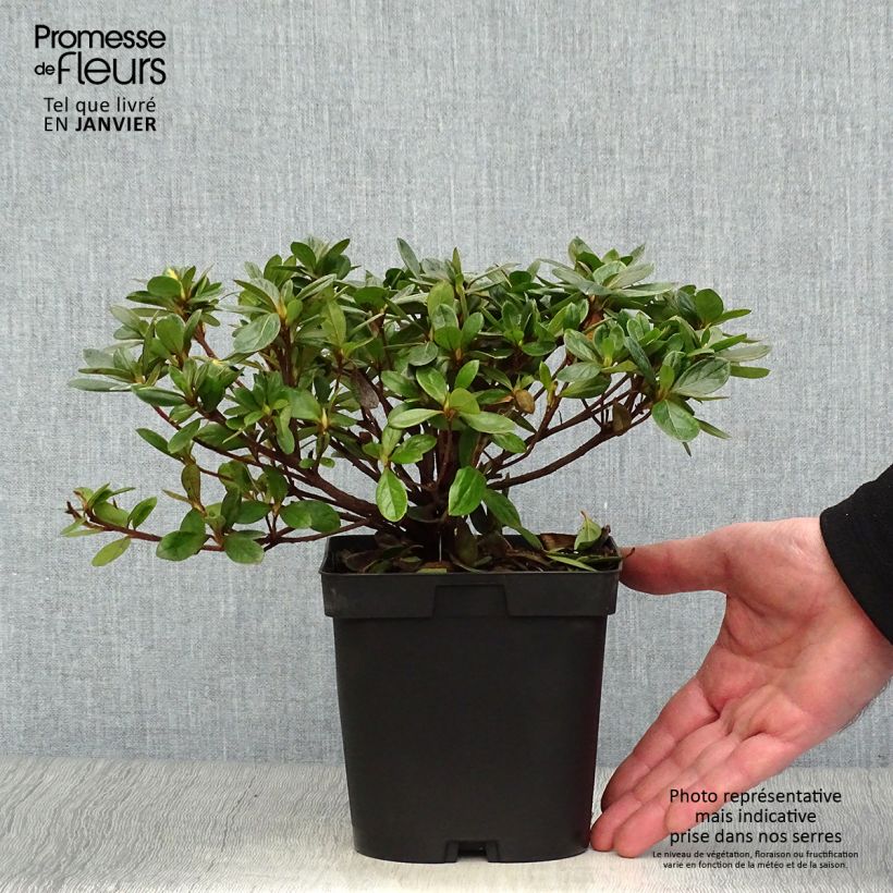 Example of Azalée du Japon Vuyk's Rosyred - Rhododendron hybride. Pot van 2 l/3 l as you get in hiver