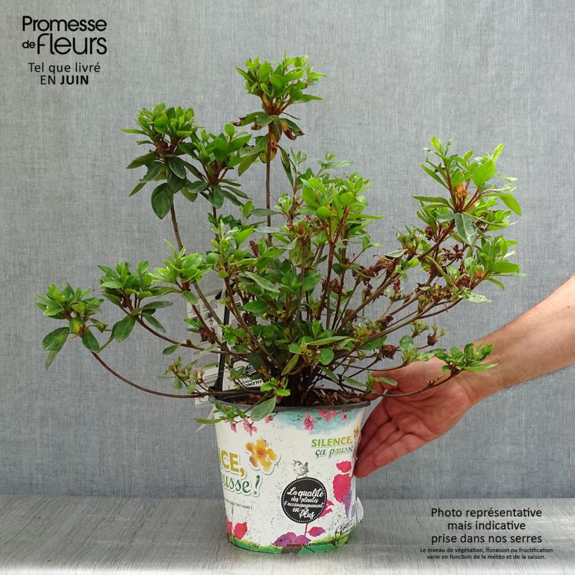 Exemplaar van Rhododendron japonica Vuyk's Scarlet - Japanse azalea Pot van 4 l/5 l zoals geleverd in de zomer