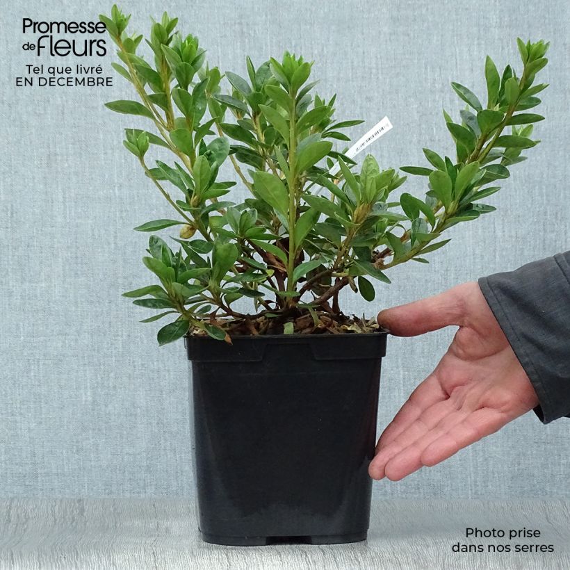 Example of Rhododendron White Prince - Japanse azalea Pot van 2 l/3 l as you get in hiver