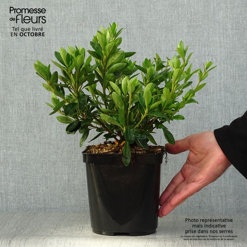 Exemplaar van Rhododendron White Prince - Japanse azalea Pot van 2 l/3 l zoals geleverd in de herfst