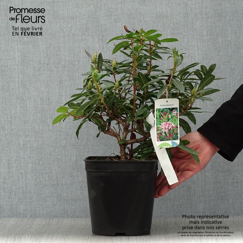 Example of Azalée hybride - Azaleodendron (x) gowenianum Pot van 4 l/5 l as you get in hiver