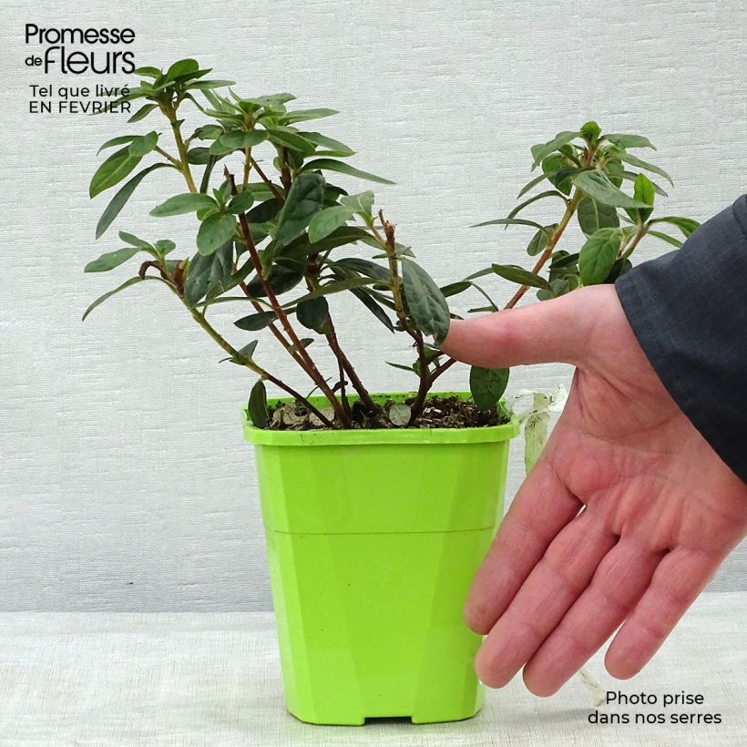 Example of Azalée hybride ENCORE® Autumn Creach Pot van 1 l/1,5 l as you get in hiver