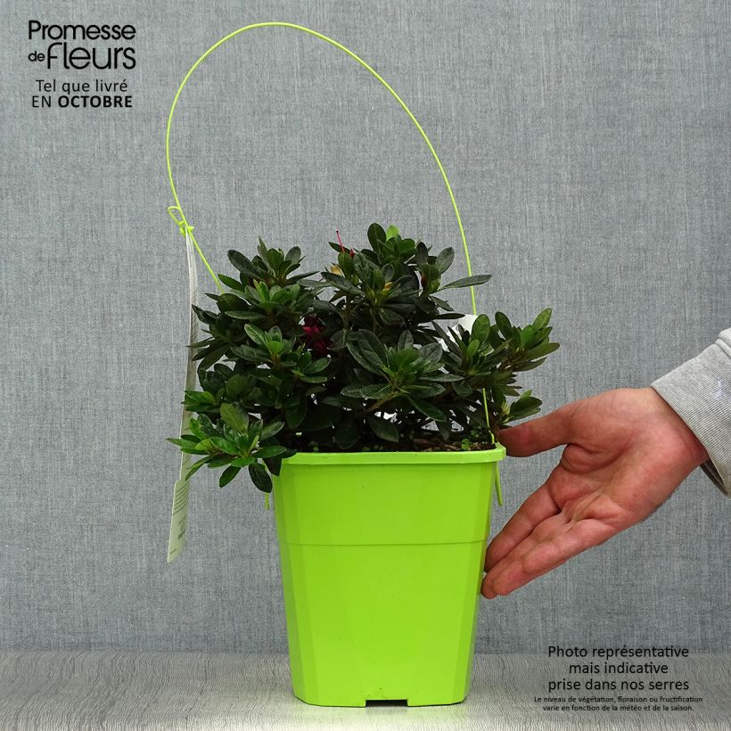 Exemplaar van Rhododendron ENCORE Autumn Fire - Japanse azalea Pot van 3 l/4 l zoals geleverd in de herfst