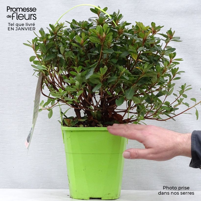 Example of Rhododendron ENCORE Bonfire - Japanse azalea Pot van 3 l/4 l as you get in hiver