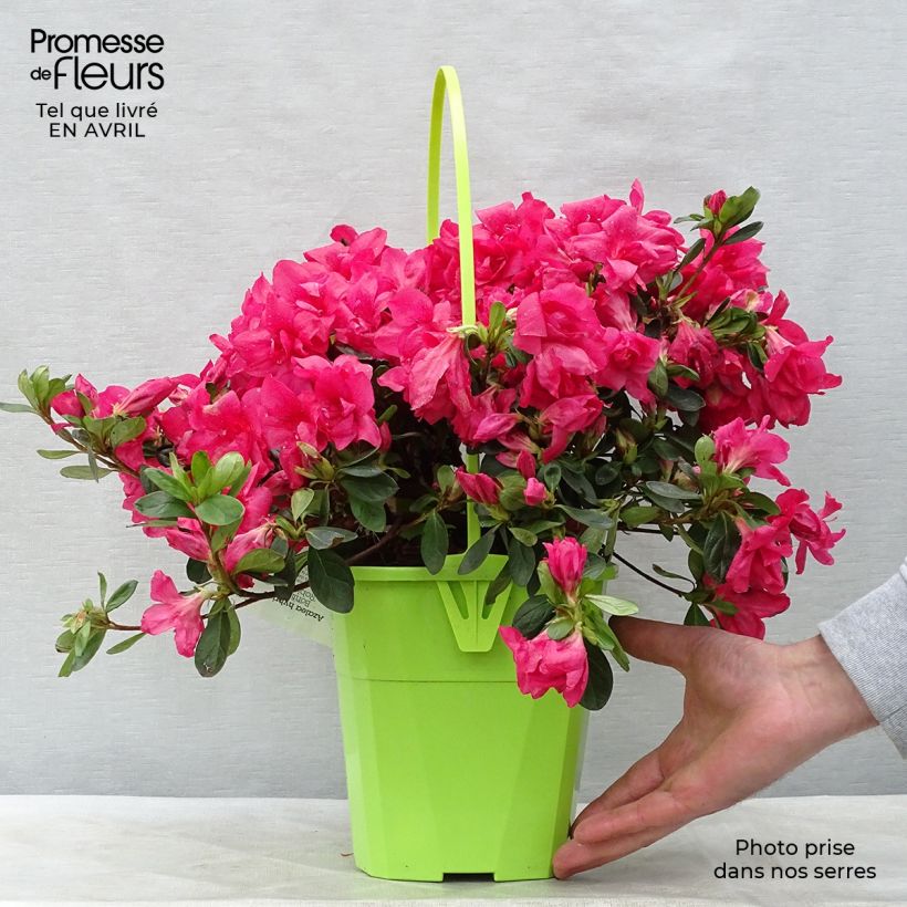 Exemplaar van Rhododendron ENCORE Bonfire - Japanse azalea Pot van 3 l/4 l zoals geleverd in de lente