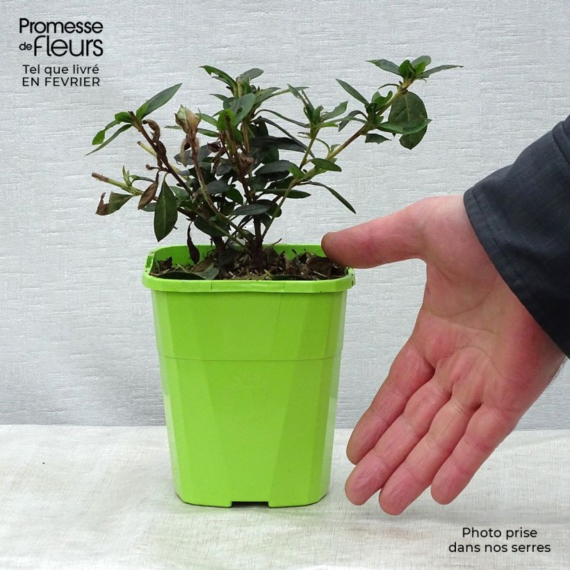 Exemplaar van Rhododendron ENCORE Carnival - Japanse azalea Pot van 1 l/1,5 l zoals geleverd in de winter