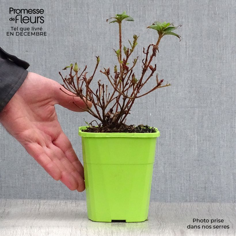 Example of Azalée hybride ENCORE® Debutante Pot van 1 l/1,5 l as you get in hiver