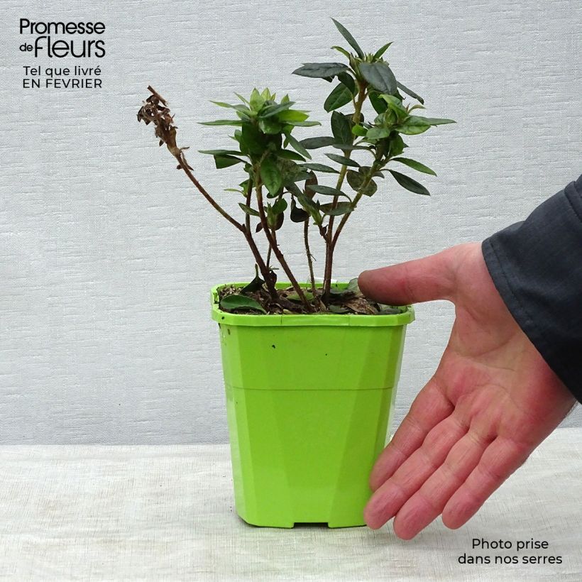 Example of Azalée hybride ENCORE® Empress Pot van 1 l/1,5 l as you get in hiver