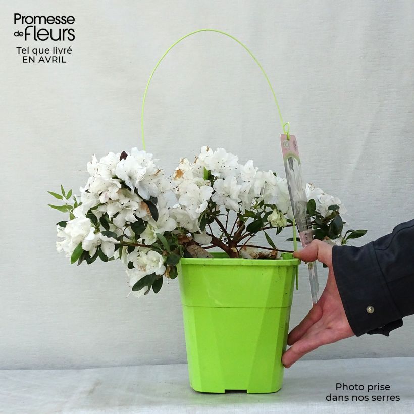 Exemplaar van Rhododendron japonica ENCORE Ivory - Japanse azalea Pot van 3 l/4 l zoals geleverd in de lente