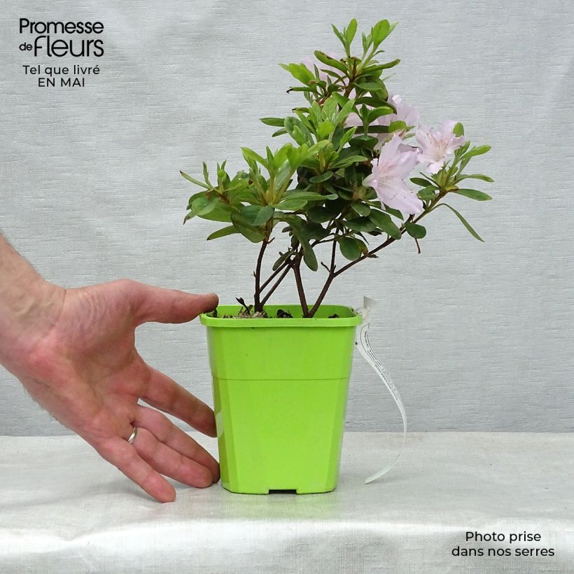 Example of Azalée hybride ENCORE® Ivory Pot van 1 l/1,5 l as you get in printemps