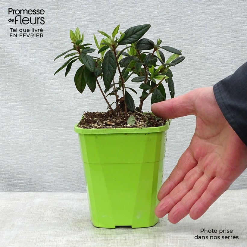 Exemplaar van Rhododendron japonica ENCORE Jewel - Japanse azalea Pot van 1 l/1,5 l zoals geleverd in de winter