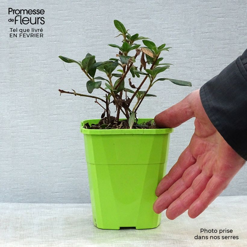 Example of Azalée hybride ENCORE® Princess Pot van 1 l/1,5 l as you get in hiver