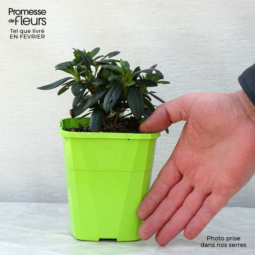 Example of Azalée hybride ENCORE® Ruby Pot van 1 l/1,5 l as you get in hiver