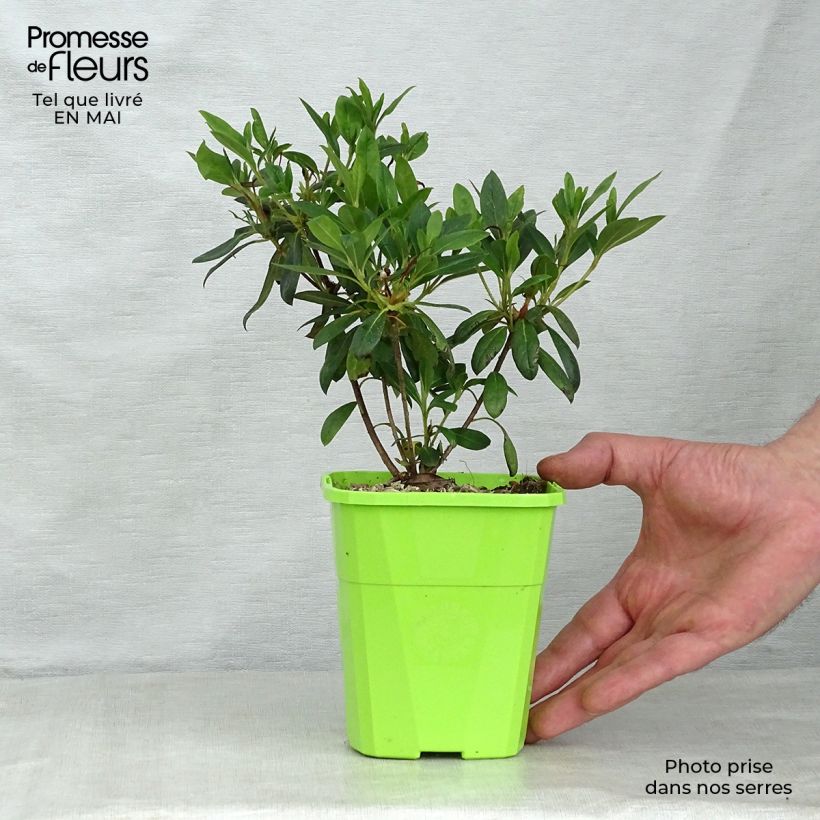 Exemplaar van Rhododendron ENCORE Ruby - Japanse azalea Pot van 1 l/1,5 l zoals geleverd in de lente