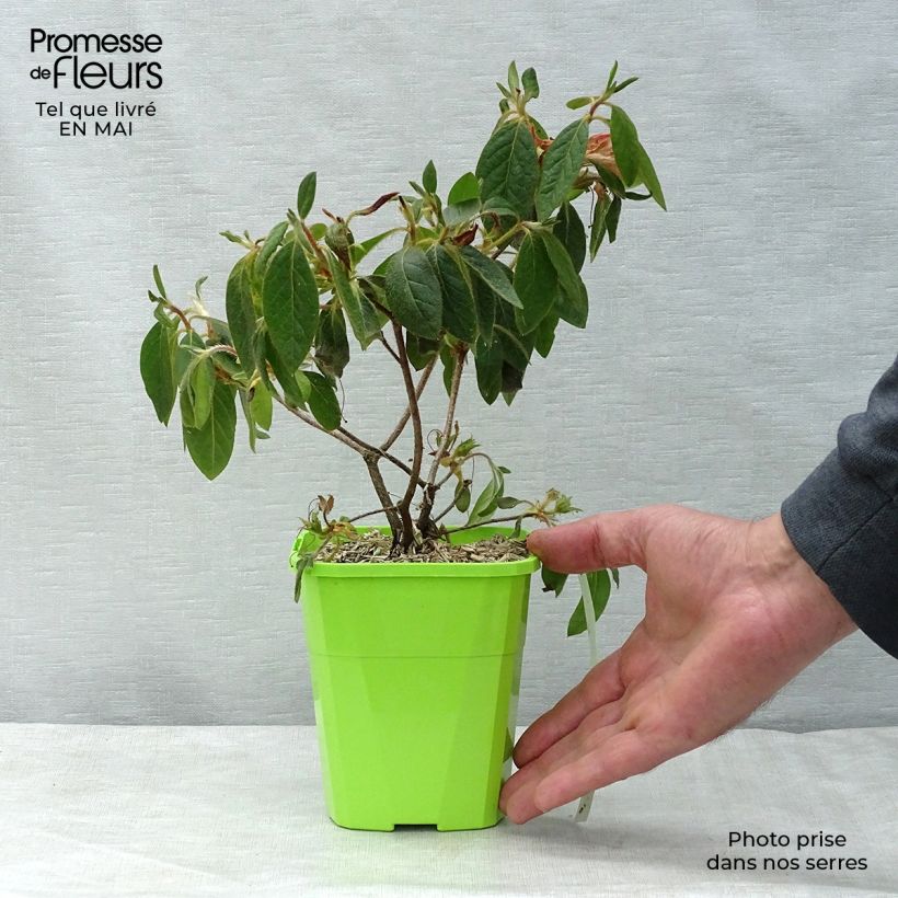 Example of Azalée hybride ENCORE® Sundance Pot van 1 l/1,5 l as you get in printemps