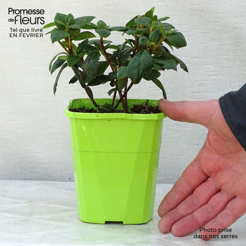 Example of Azalée hybride ENCORE® Sweetheart Pot van 1 l/1,5 l as you get in hiver