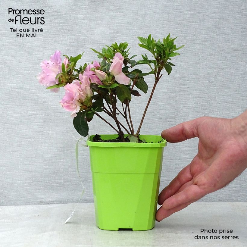 Exemplaar van Rhododendron japonica ENCORE Sweetheart - Japanse azalea Pot van 1 l/1,5 l zoals geleverd in de lente