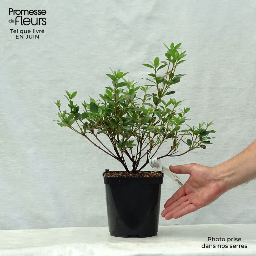Exemplaar van Rhododendron japonica Arabesk - Japanse azalea Pot van 1,5 l/2 l zoals geleverd in de zomer