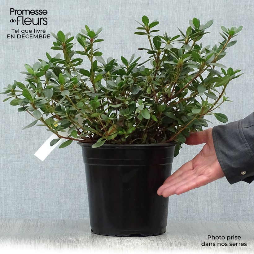 Example of Rhododendron japonica Arabesk - Japanse azalea Pot van 3 l/4 l as you get in hiver