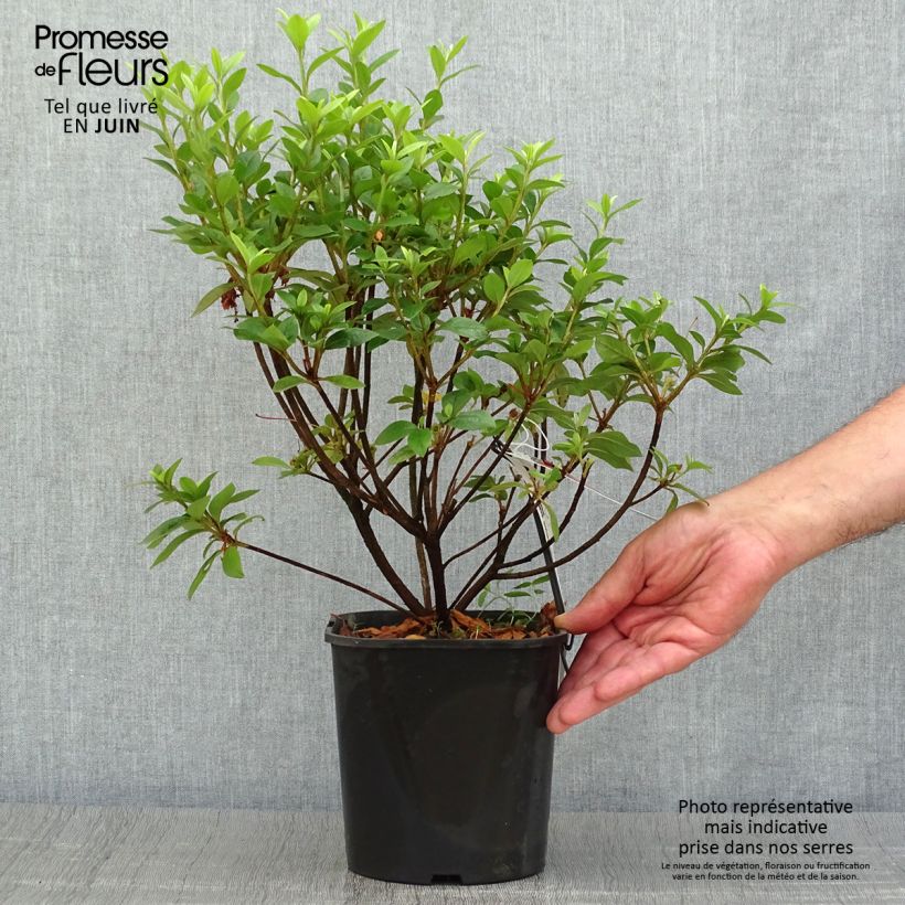 Exemplaar van Rhododendron japonica Ben Morrisson - Japanse azalea Pot van 2 l/3 l zoals geleverd in de zomer