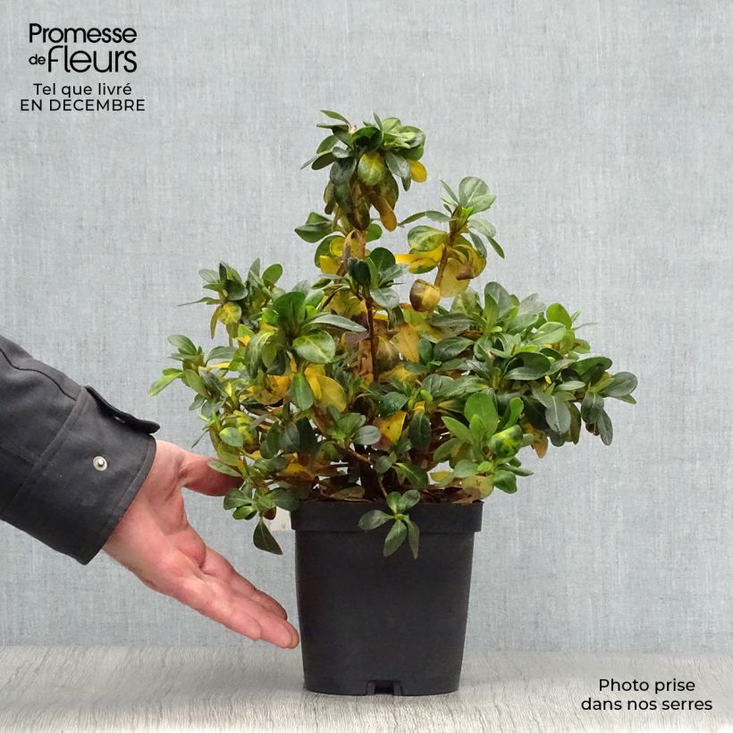 Example of Rhododendron japonica Dorothy Heiden - Japanse azalea Pot van 2 l/3 l as you get in hiver