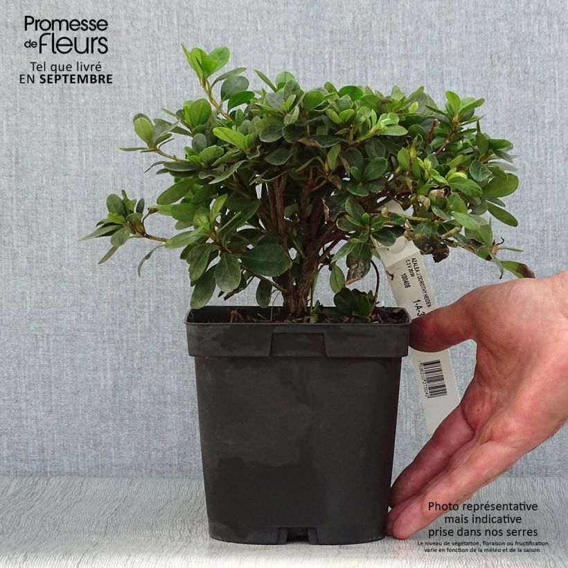 Exemplaar van Rhododendron japonica Dorothy Heiden - Japanse azalea Pot van 2 l/3 l zoals geleverd in de herfst