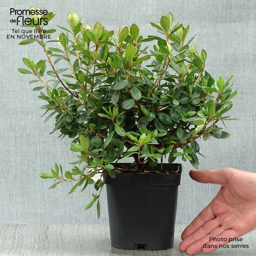 Exemplaar van Rhododendron japonica Gilbert Mullie - Japanse azalea Pot van 2 l/3 l zoals geleverd in de herfst